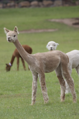 alpaca for sale