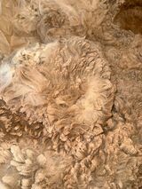 alpaca for sale