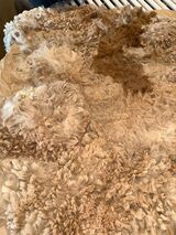 alpaca for sale