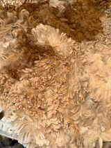 alpaca for sale