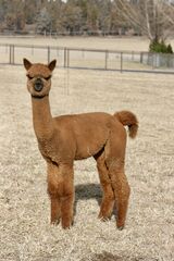 alpaca for sale