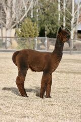 alpaca for sale