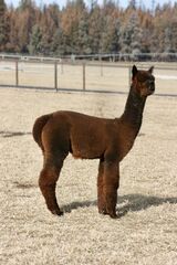 alpaca for sale