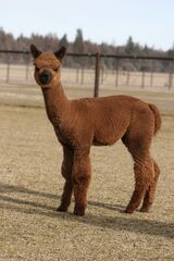 alpaca for sale