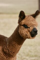 alpaca for sale