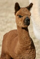 alpaca for sale