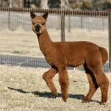 alpaca for sale