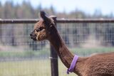 alpaca for sale