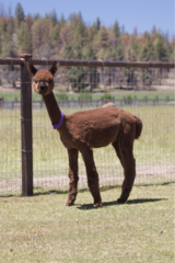 alpaca for sale