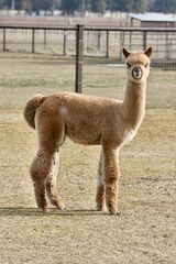 alpaca for sale