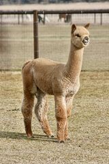 alpaca for sale