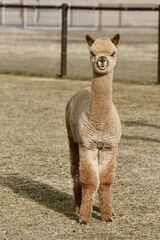alpaca for sale