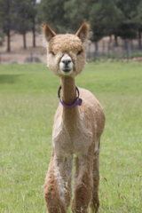 alpaca for sale