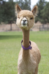 alpaca for sale