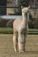 alpaca for sale