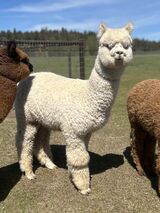 alpaca for sale