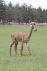 alpaca for sale