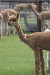 alpaca for sale