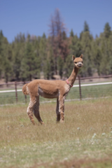 alpaca for sale