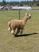 alpaca for sale