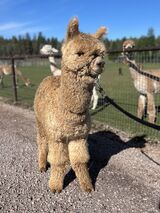 alpaca for sale