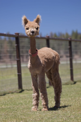 alpaca for sale