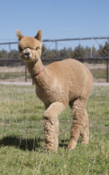 alpaca for sale