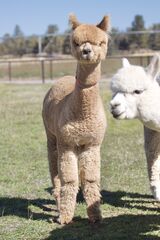 alpaca for sale