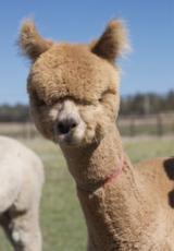 alpaca for sale