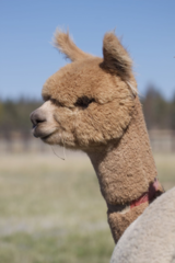 alpaca for sale