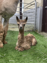 alpaca for sale