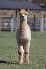 alpaca for sale