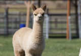 alpaca for sale
