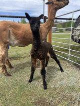 alpaca for sale
