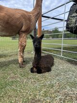 alpaca for sale