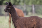 alpaca for sale