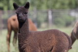 alpaca for sale