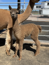 alpaca for sale