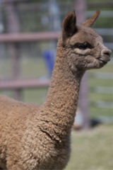 alpaca for sale