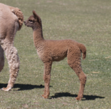 alpaca for sale