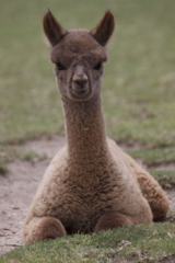alpaca for sale