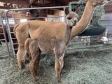alpaca for sale
