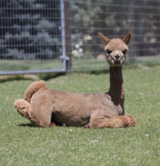 alpaca for sale