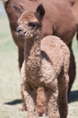 alpaca for sale