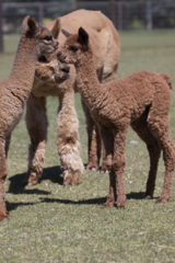 alpaca for sale