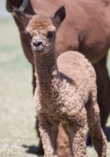 alpaca for sale