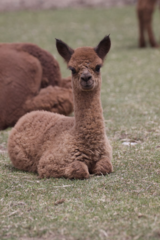 alpaca for sale