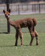 alpaca for sale