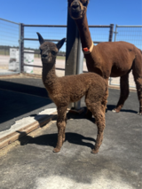 alpaca for sale