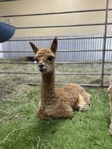 alpaca for sale